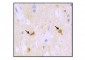 Anti-Human Amyloid Beta 1-17 Antibody (Clone C4D10)
